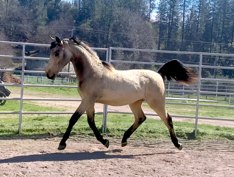 HorseID: 2293542 ATMF Kashmir - PhotoID: 1102934