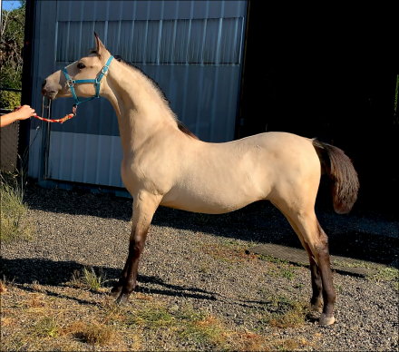 HorseID: 2293542 ATMF Kashmir - PhotoID: 1102935