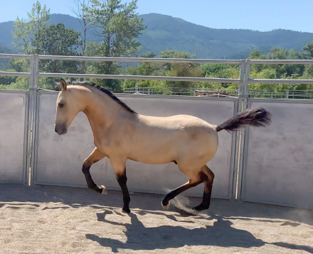 HorseID: 2293542 ATMF Kashmir - PhotoID: 1102936