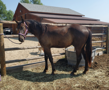 HorseID: 2294079 GR barron - PhotoID: 1079028