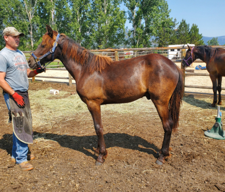 HorseID: 2294082 GR maximus - PhotoID: 1079027