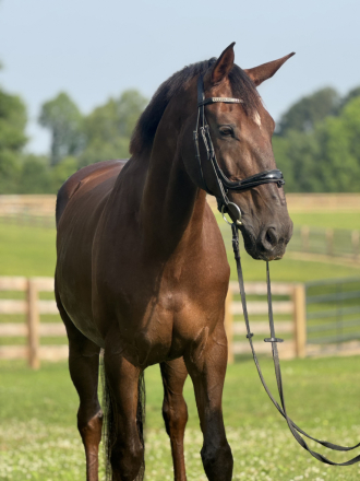 HorseID: 2294201 Jackson W - PhotoID: 1073507