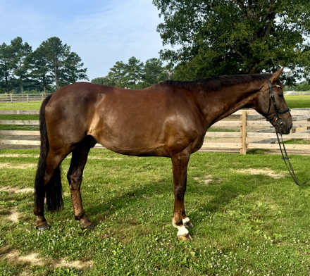 HorseID: 2294201 Jackson W - PhotoID: 1080489