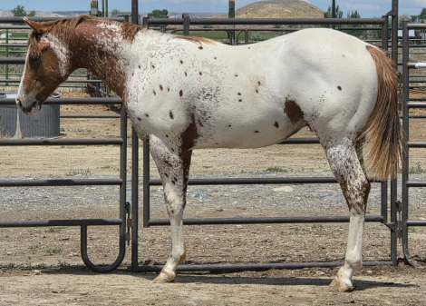 HorseID: 2294503 Mr Cool Fantasy - PhotoID: 1073936