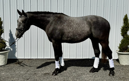 HorseID: 2295102 Valhallas Odin - PhotoID: 1080384