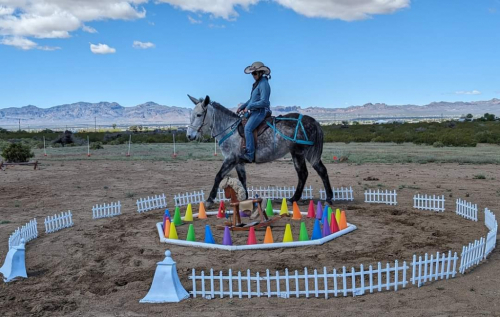 HorseID: 2295653 MoonPie - PhotoID: 1079471