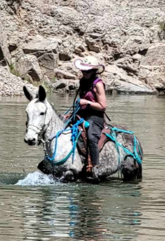 HorseID: 2295653 MoonPie - PhotoID: 1079472