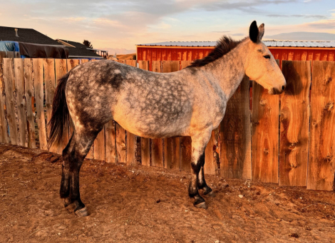 HorseID: 2295653 MoonPie - PhotoID: 1079473