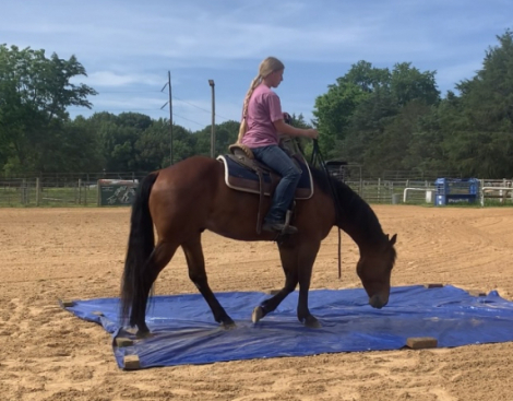 HorseID: 2295863 Charlie - PhotoID: 1080415