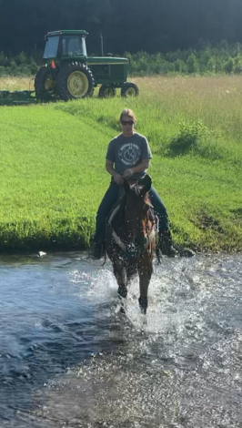 HorseID: 2295863 Charlie - PhotoID: 1080416