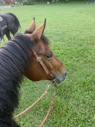 HorseID: 2295863 Charlie - PhotoID: 1080417