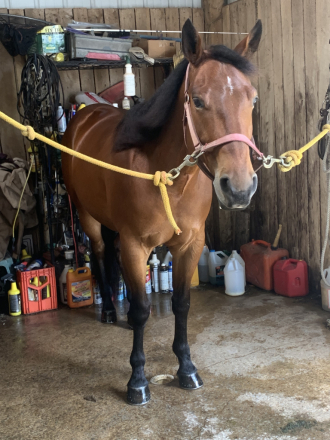 HorseID: 2295863 Charlie - PhotoID: 1080418