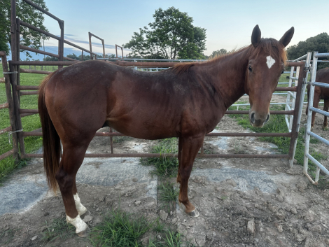 HorseID: 2296025 CATTODRIVE - PhotoID: 1102026
