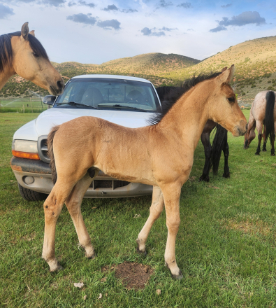 HorseID: 2296125 2025 Moriesian Colt - PhotoID: 1076217