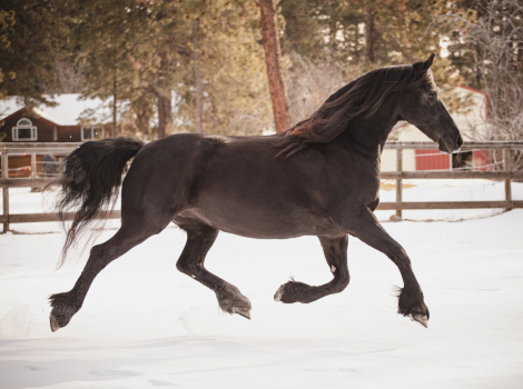 HorseID: 2296206 Bariette N.M.K. Ster - PhotoID: 1076336