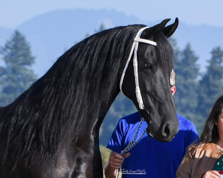 HorseID: 2296206 Bariette N.M.K. Ster - PhotoID: 1080326