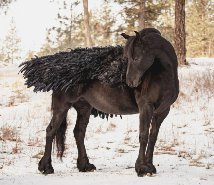 HorseID: 2296206 Bariette N.M.K. Ster - PhotoID: 1080327