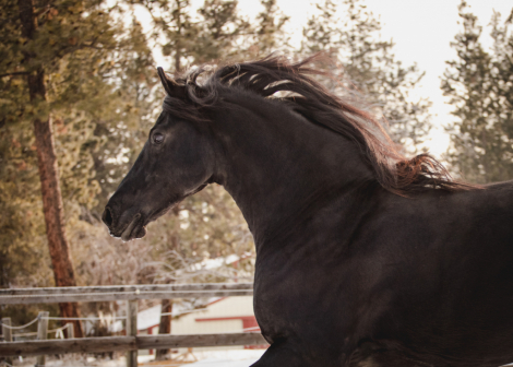 HorseID: 2296206 Bariette N.M.K. Ster - PhotoID: 1080329