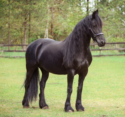 HorseID: 2296206 Bariette N.M.K. Ster - PhotoID: 1080330