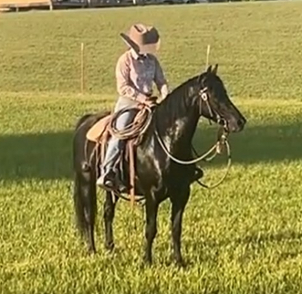 HorseID: 2296322 JMF Rock On - PhotoID: 1076480