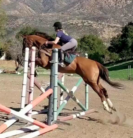 HorseID: 2296497 Decoster - PhotoID: 1079643