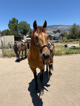 HorseID: 2296504 Sunny Raygun - PhotoID: 1079719