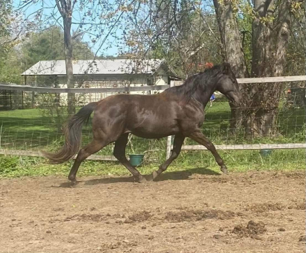 HorseID: 2296518 Hidden Gold FLF - PhotoID: 1101485