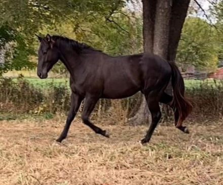 HorseID: 2296518 Hidden Gold FLF - PhotoID: 1101486