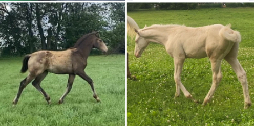 HorseID: 2296518 Hidden Gold FLF - PhotoID: 1101487