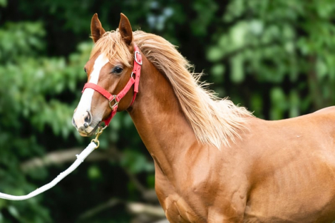 HorseID: 2296530 Kario - PhotoID: 1077278