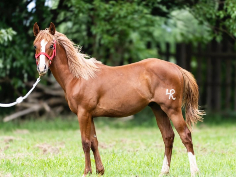 HorseID: 2296530 Kario - PhotoID: 1080617