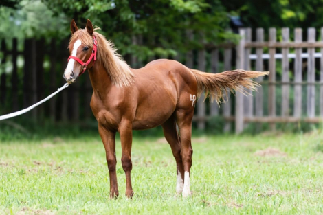 HorseID: 2296530 Kario - PhotoID: 1080618