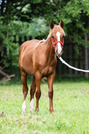 HorseID: 2296530 Kario - PhotoID: 1080619