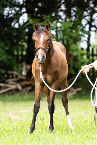 HorseID: 2296531 Kola - PhotoID: 1077279