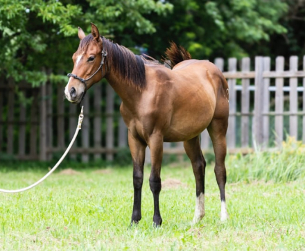 HorseID: 2296531 Kola - PhotoID: 1080622