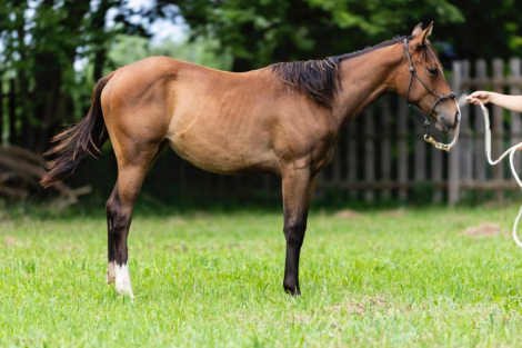 HorseID: 2296531 Kola - PhotoID: 1080623