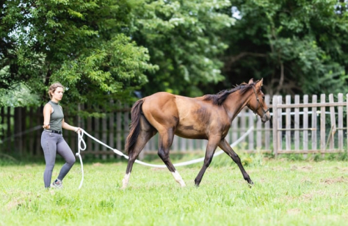 HorseID: 2296531 Kola - PhotoID: 1080624