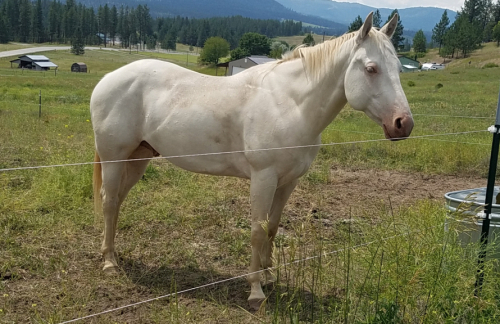 HorseID: 2296739 Hollywood Whiz - PhotoID: 1079022