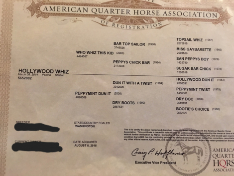 HorseID: 2296739 Hollywood Whiz - PhotoID: 1079025