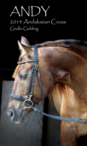 HorseID: 2296801 Andy - PhotoID: 1095313