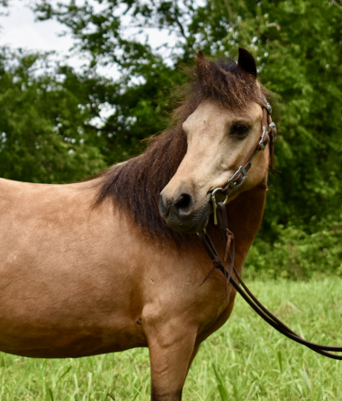 HorseID: 2297022 Twix - PhotoID: 1077326