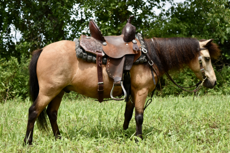 HorseID: 2297022 Twix - PhotoID: 1077328