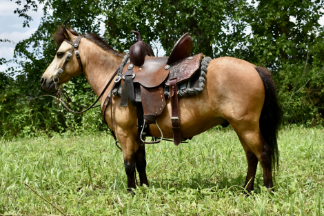 HorseID: 2297022 Twix - PhotoID: 1077329