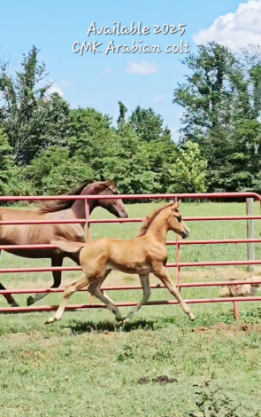 HorseID: 2297220 Name pending - PhotoID: 1077682