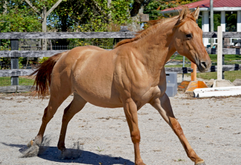 HorseID: 2297241 Cerulean Sunshine - PhotoID: 1077712