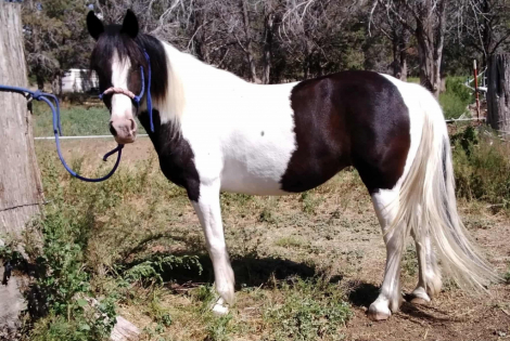 HorseID: 2297283 Winona. Last pic is her sire. - PhotoID: 1101419