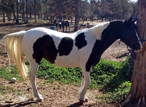HorseID: 2297283 Winona. Last pic is her sire. - PhotoID: 1101420