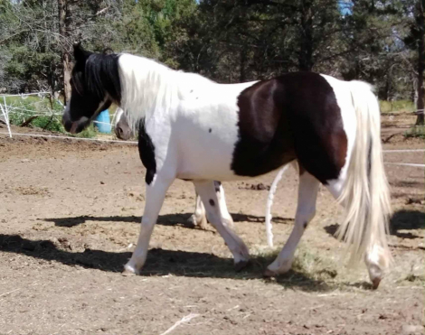 HorseID: 2297283 Winona. Last pic is her sire. - PhotoID: 1101421