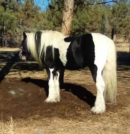 HorseID: 2297283 Winona. Last pic is her sire. - PhotoID: 1101422