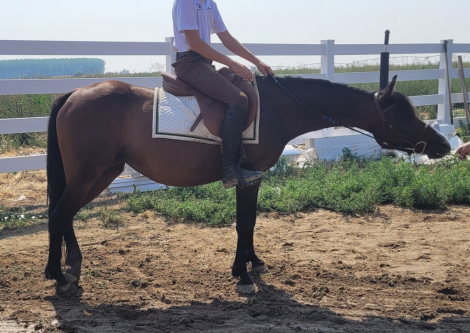 HorseID: 2297348 Ladies mocha - PhotoID: 1102850
